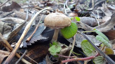 Že nerostou? Rostou.