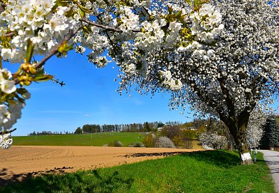 Rozkvetlá Vysočina