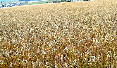 Jak se změní život v mrazivé ledovce?