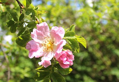 Šípková růžička