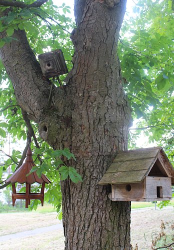 O ptáčky se starají