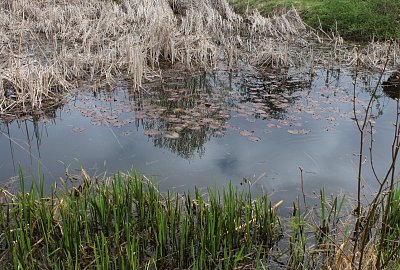 Na návsi mají rybníček
