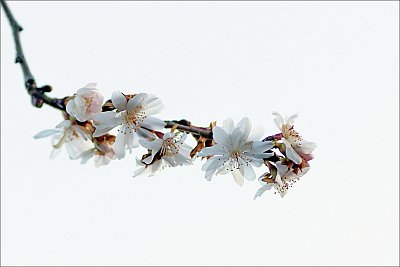 Sakura právě kvete