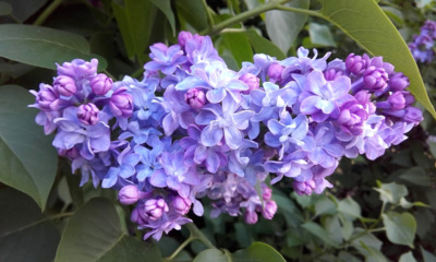 Ta vůně, jen přičichni