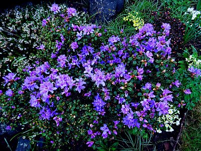 Skalkový rododendron...