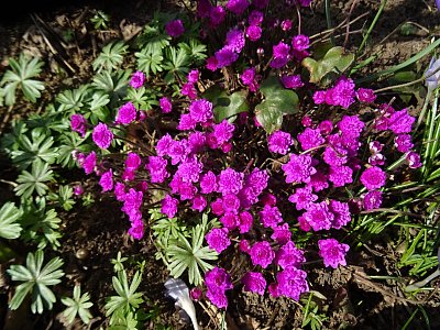 Složené podléšky...