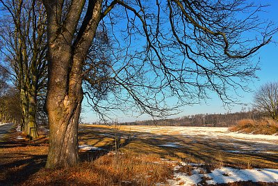 Slunečný zimní den.