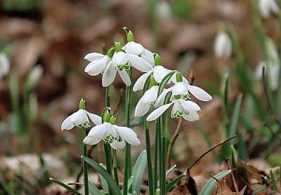 Sněženkové potěšení