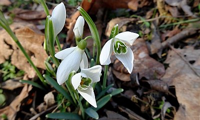 Haló, haló, přivolávám jaro! *