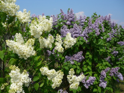 Nastal čas šeříků