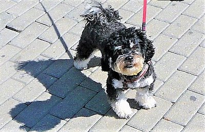 Amálka z Poděbrad *