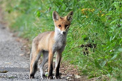 Srpen_Elena Valeriánová2.JPG