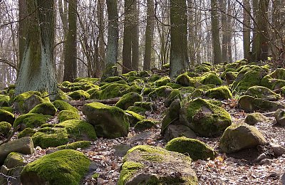 Tajemný středohorský les *