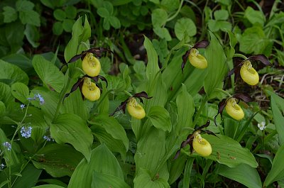 Střevíčník pantoflíček