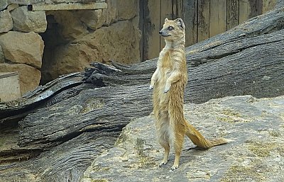 Vyhlížím nový rok