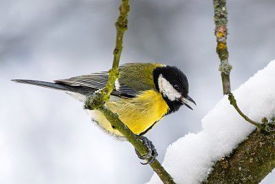 Sýkorka zobe sníh...