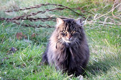 Za všechno může kocour*