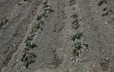Tak dopadnou po mrazíku nepřikryté rané brambory.JPG