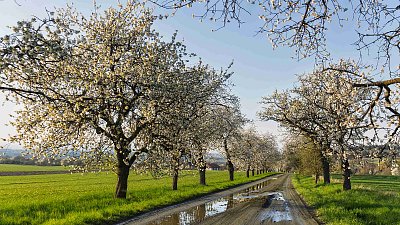 Třešňová alej ...