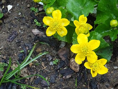 Trs Blatouvhu bahenního...