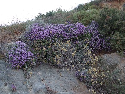Záplava květů na Zakytnhosu
