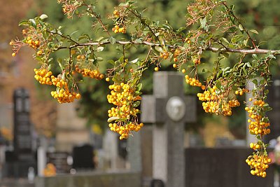 Podzimní toulání - Dušičky