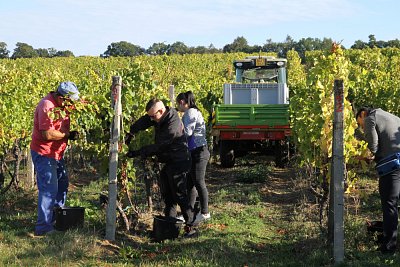 Vinařství v Břeclaci1.JPG