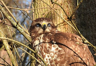 Víš, jak mrká káně? *