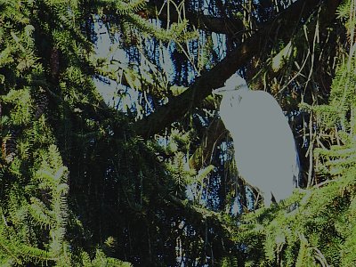 Volavka na stromě,,