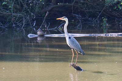 Volavka v celé své kráse