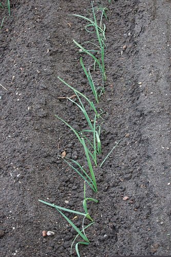 Vysazený pór mezi hrůbky.JPG