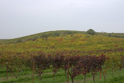 Podzimní vinice