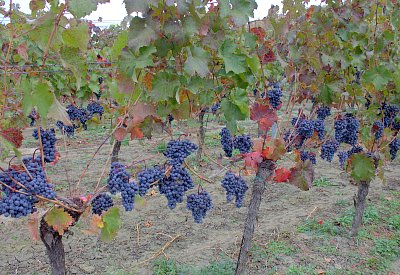 Ještě není sklizeno