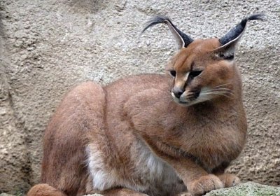 ZOO - Rys ostrovid...