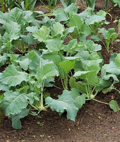 Záhon s ranými kedlubnami, v trojsponu.JPG