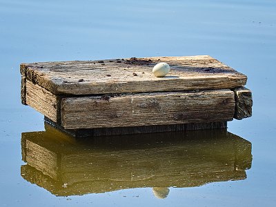 Zapomenuté vajíčko