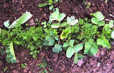 Značkovací ředkvička v mrkvi.JPG