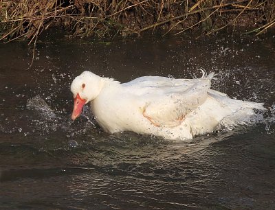 Kachní koupačka na potoce