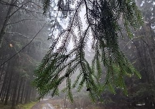 Sníh roztál. Zbyly jen kapky.