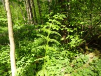 Mladý kapraď samec