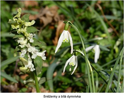 bila-dymnivka-a-snezenka.jpg