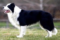 Který pes je nejchytřejší?
To je jasné, přece ten váš