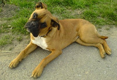 Zvířata a já - Aran