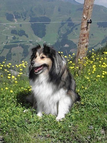 V rakouských Alpách