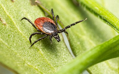 Česko je z hlediska výskytu klíšťové encefalitidy vysoce rizikovou zemí, přesto se lidé očkují minimálně