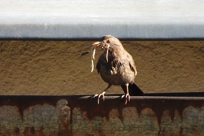 Kosice má jiné starosti