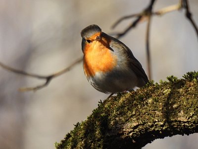 Parádnice červenka obecná