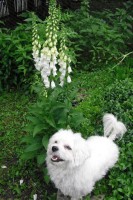 Maltézák jménem Čertík