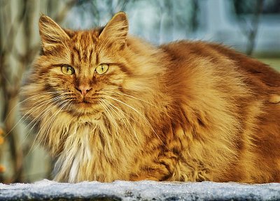 O toulavé kočičce