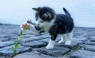 Mazlíčci a jiná zvířena. Nová fotosoutěž portálu i60